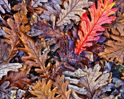 Fallen oak leaves