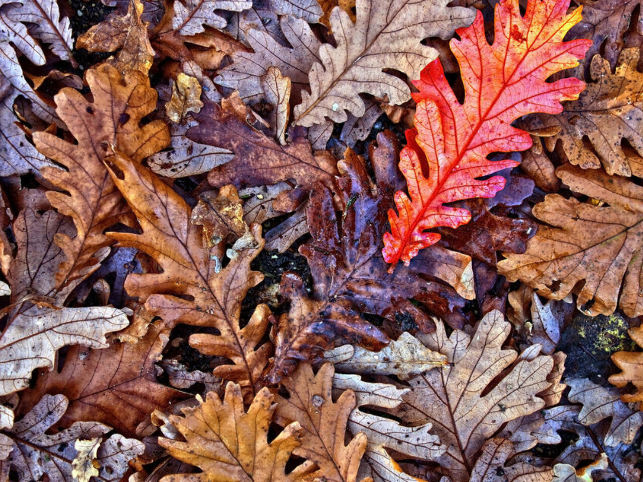 Fallen oak leaves